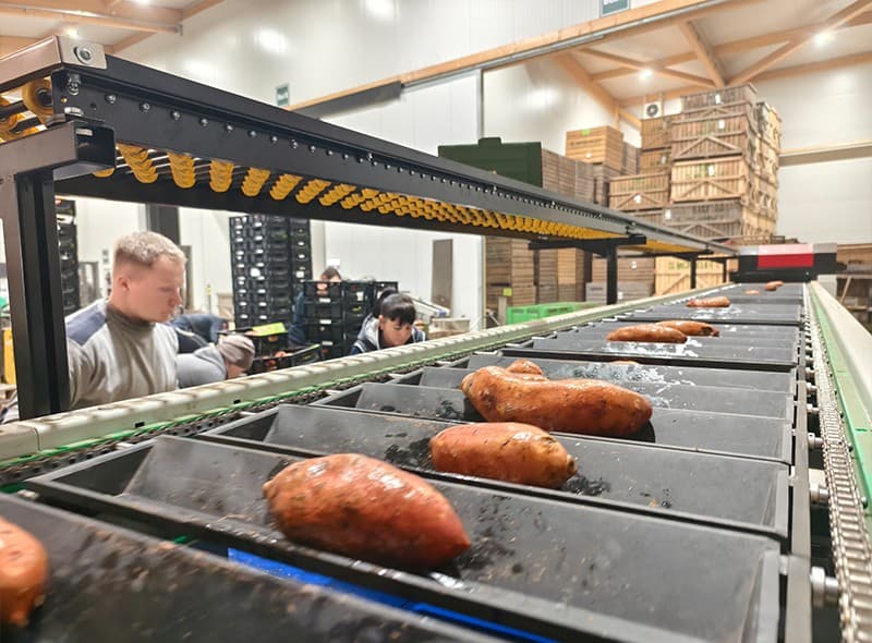 images/1739011762403sweet potato sorting packing machines.jpg